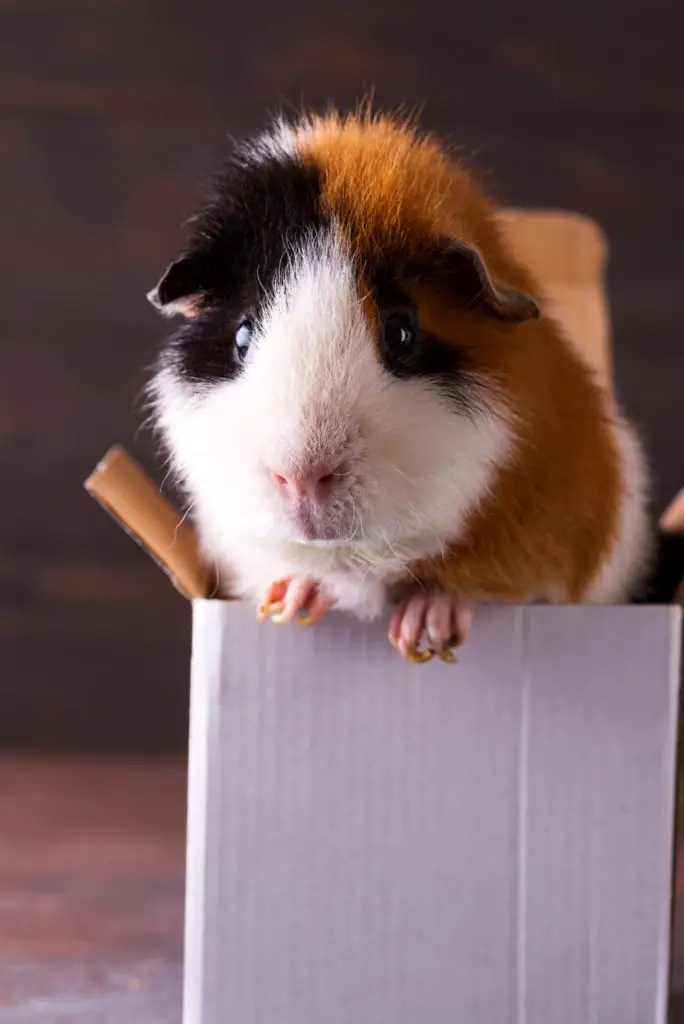 caring guinea pigs