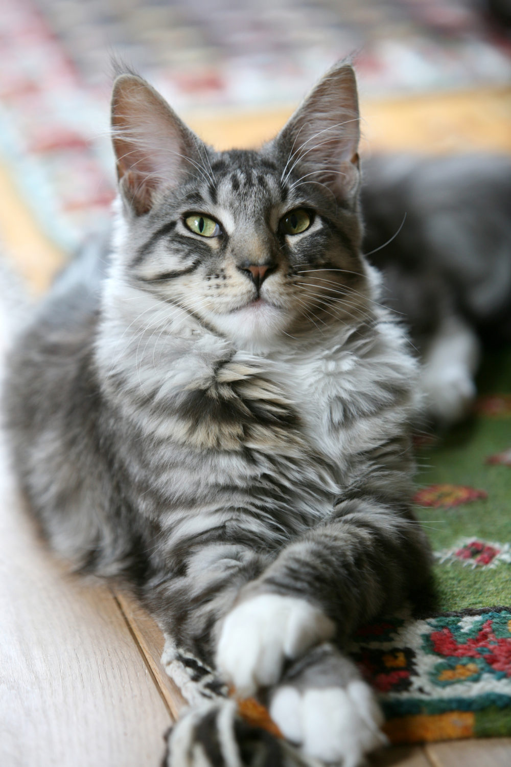 How To Get An Aggressive Cat Into A Carrier 4 Methods to Try