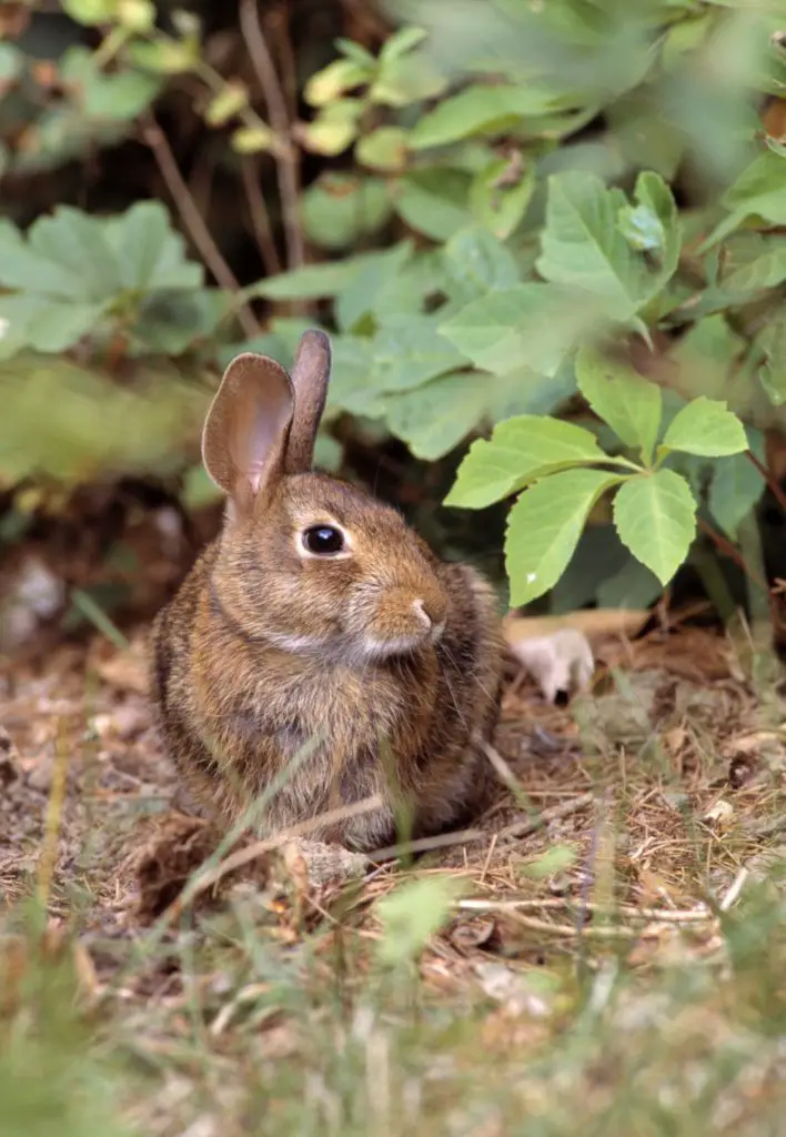 The Behavior Of Dutch Rabbits