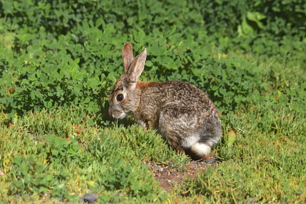 wild rabbits