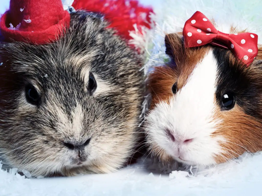 appropriate length of guinea pig's teeth