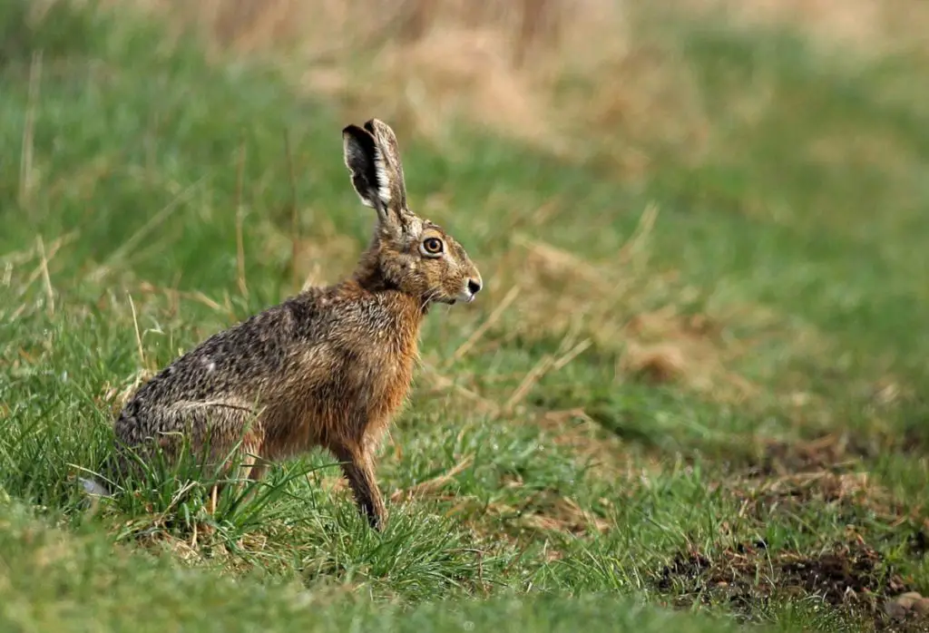 tips on rabbit care for winter