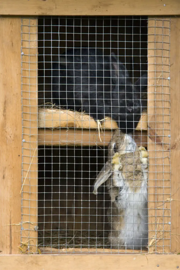 Ways To Keeping Rabbits Warm In Winter