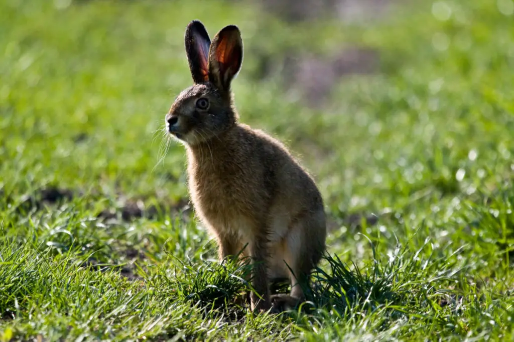 how smart are rabbits