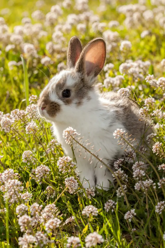 Reasons Why Rabbits Shake