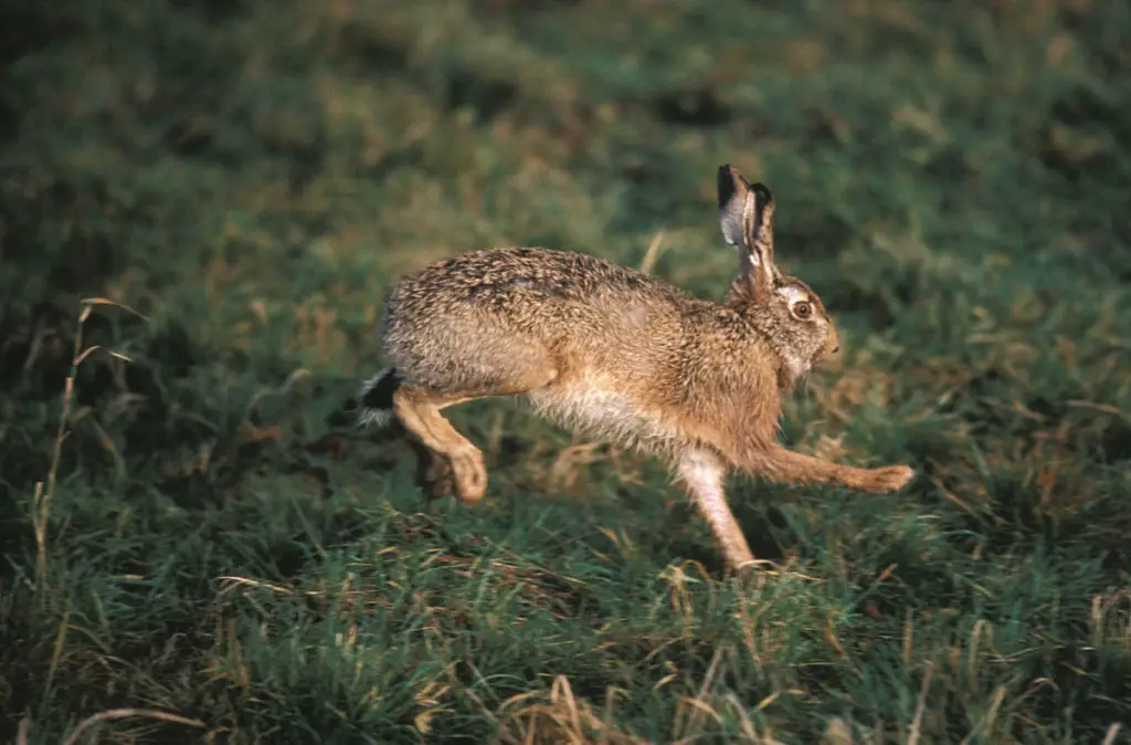 are rabbits smarter than rats