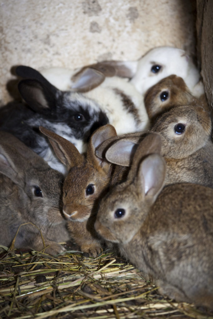 How long do Mini Rex rabbits live