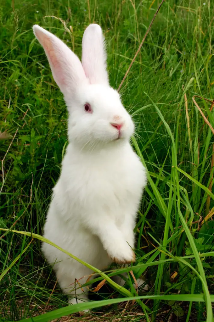 how many ribs do rabbits have