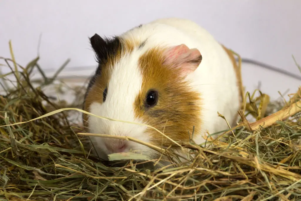 how much do guinea pigs weigh