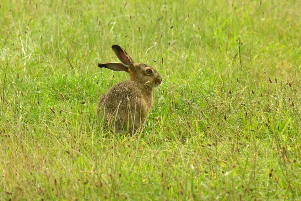 are rabbits smarter than dogs or cats