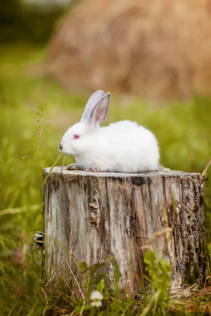 how do mother rabbits take care of their young