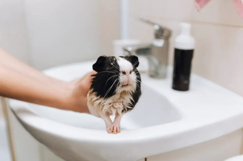 obese guinea pigs