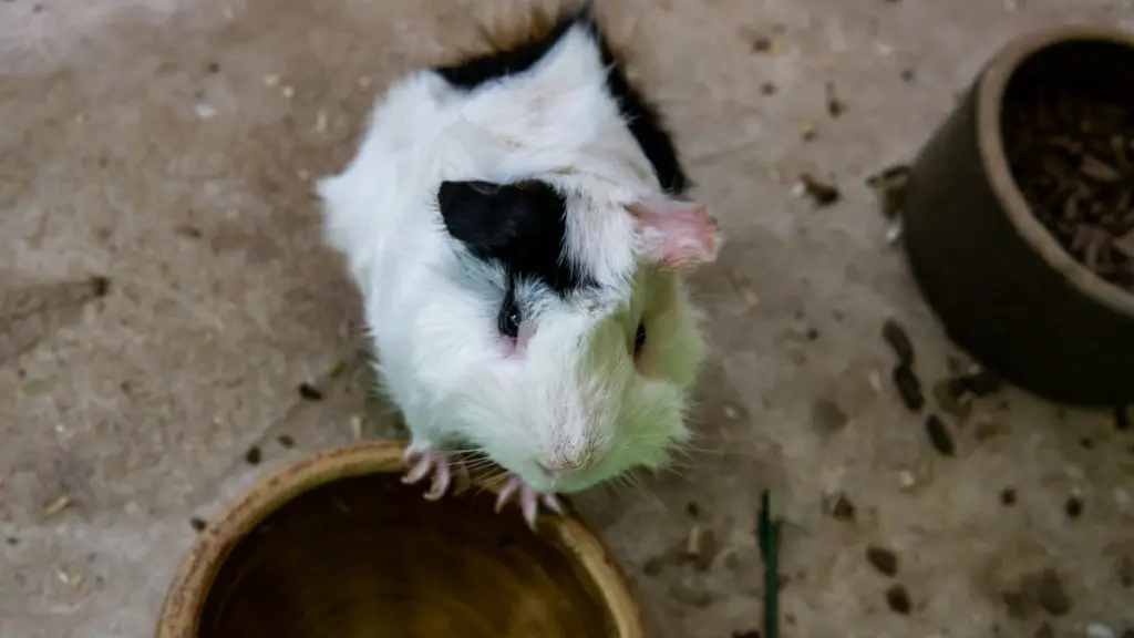 guinea pig's normal weight