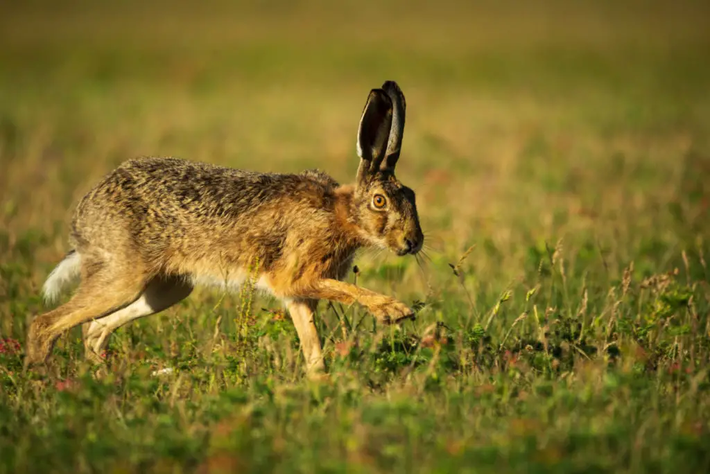 how to test a rabbit’s intelligence