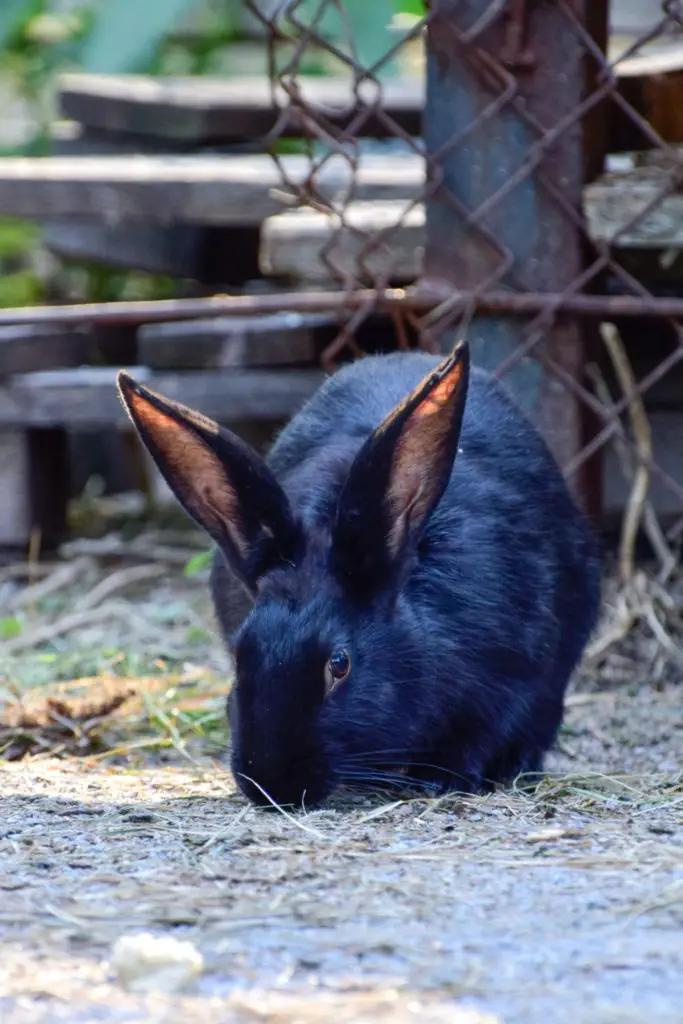 Ways To Keeping Rabbits Warm In Winter