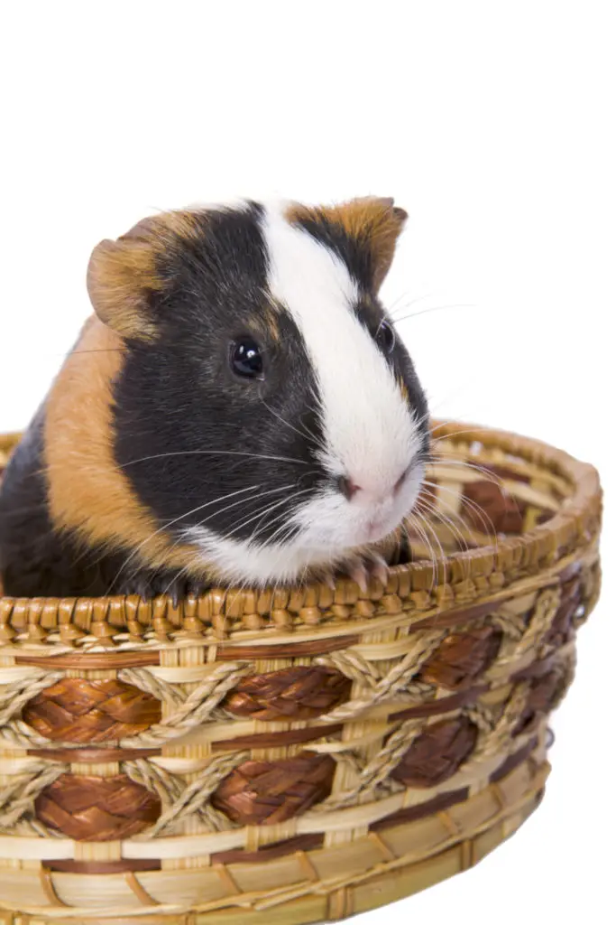 Things Guinea Pigs Love To Play With