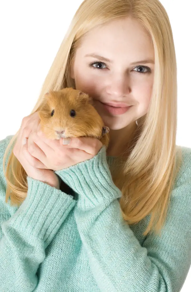 How Old Are Guinea Pigs At Petsmart