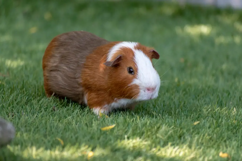 how to monitor the weight of a guinea pig