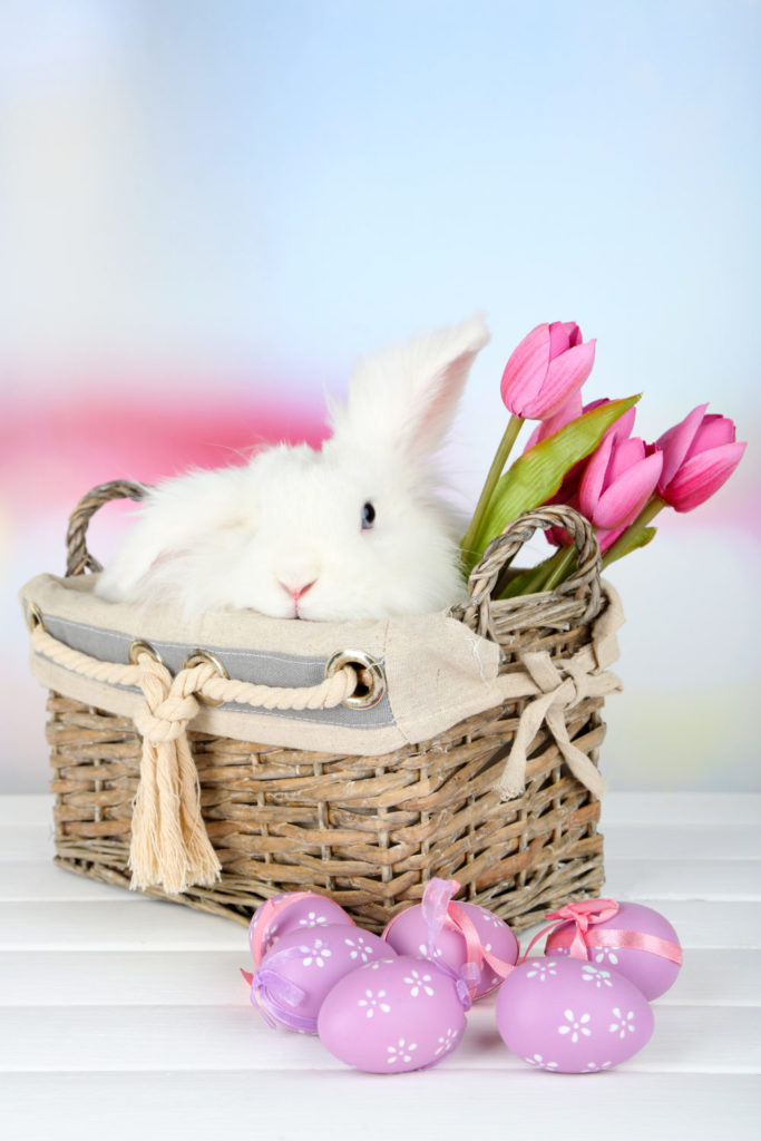 How Can I Ensure That My Rabbits' Eyes Are Healthy