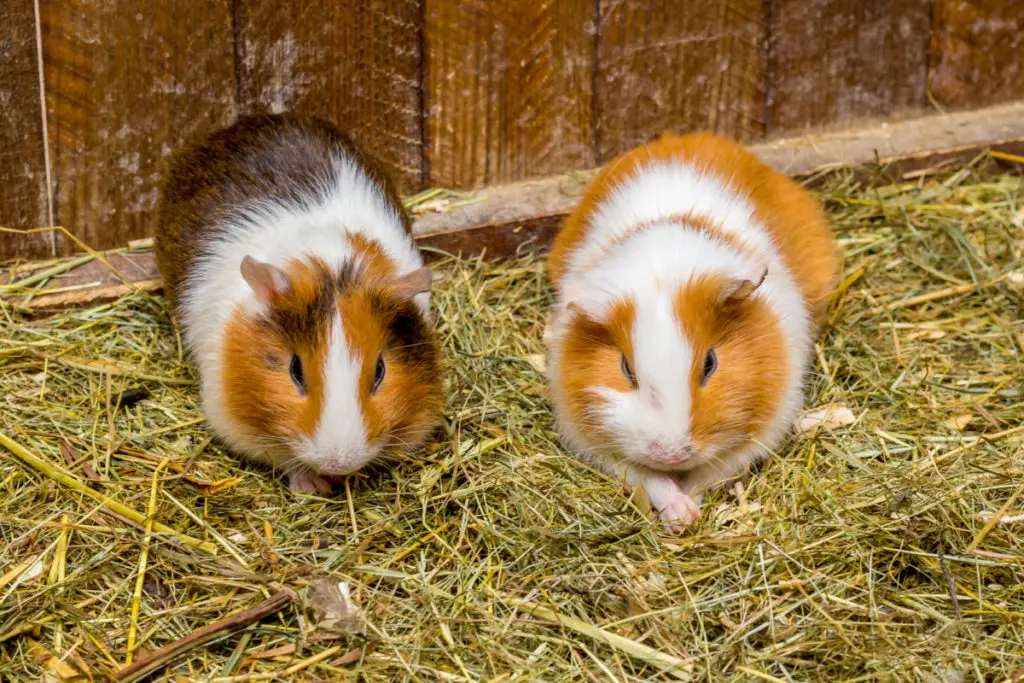 how long are guinea pigs pregnant