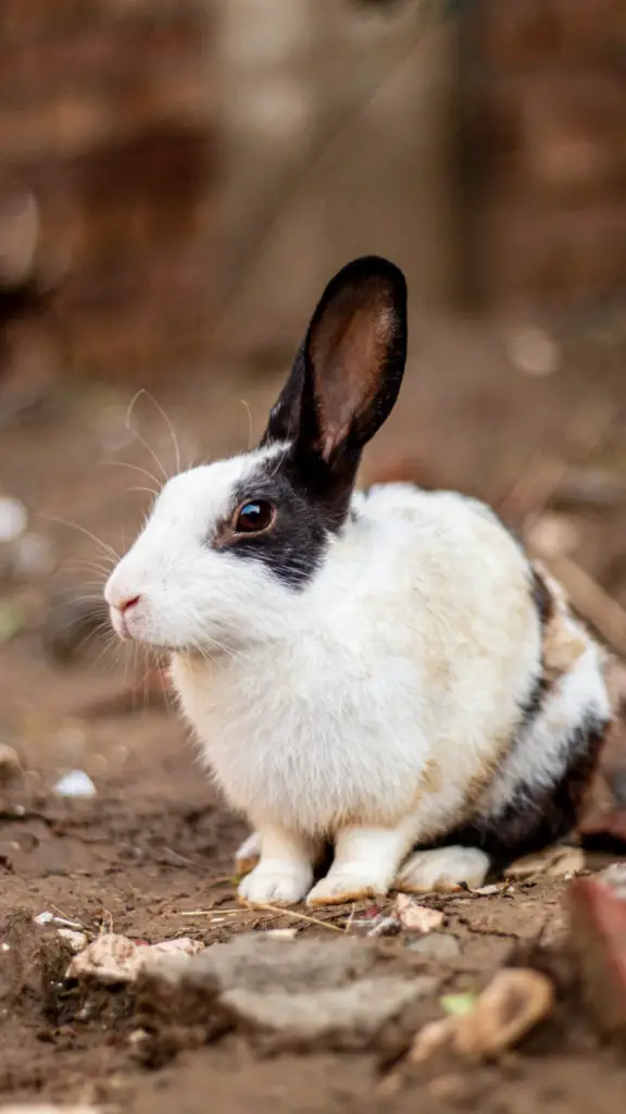 how to keep rabbits warm in winter