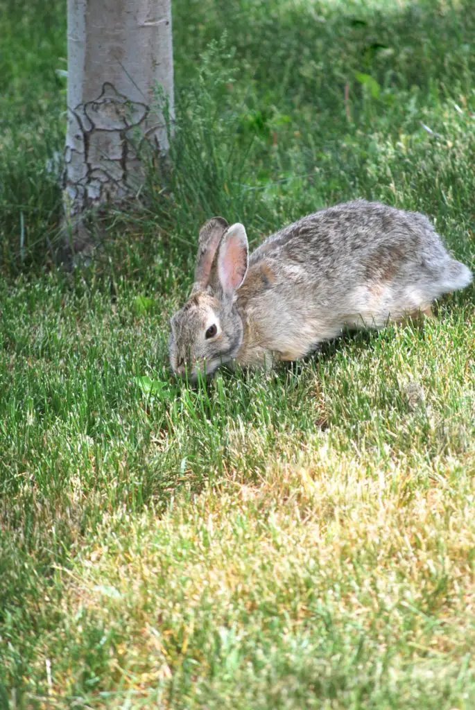 what does a rabbit nest look like