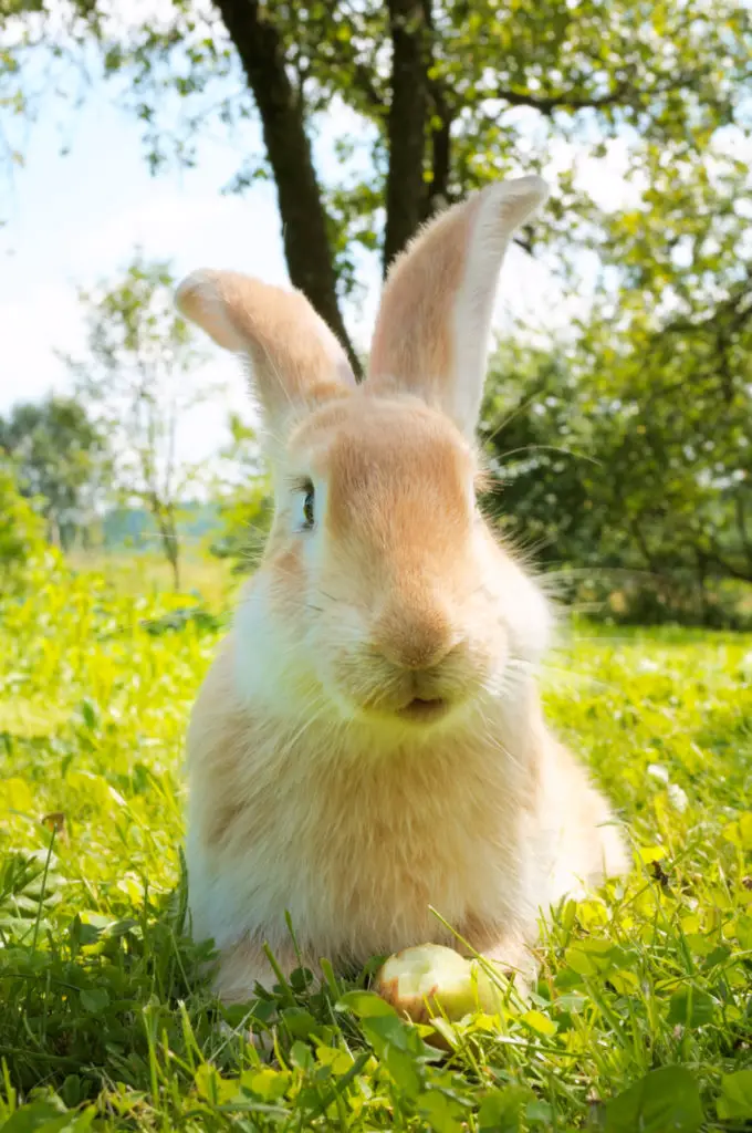 Why Do Rabbits Have A Good Sense Of Smell