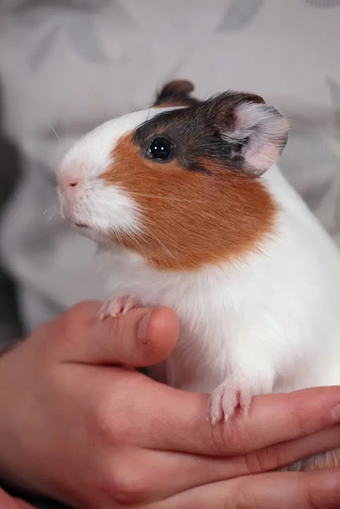 Easy Steps In Cutting A Guinea Pig's Nails