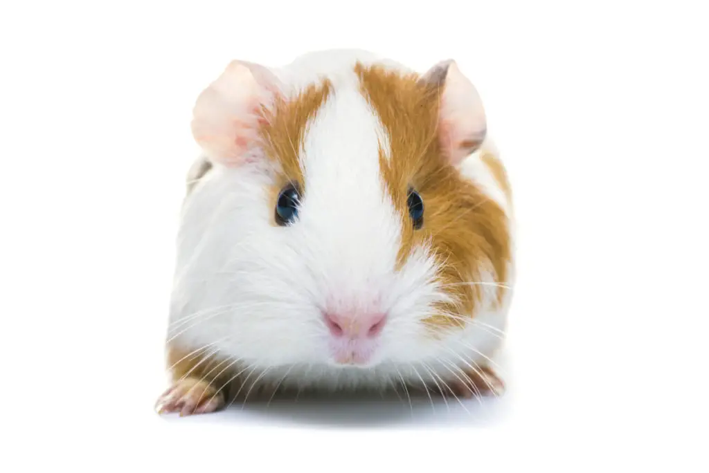 train your guinea pig not to bite