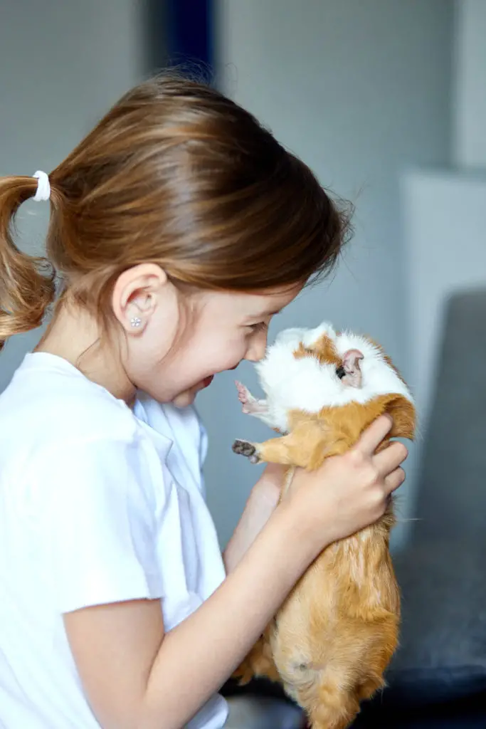 Life Stages Of Guinea Pigs 