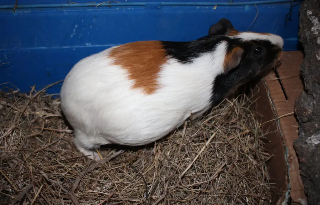 effect of pregnancy on guinea pigs