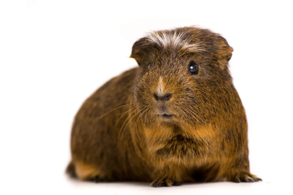 how to introduce guinea pigs
