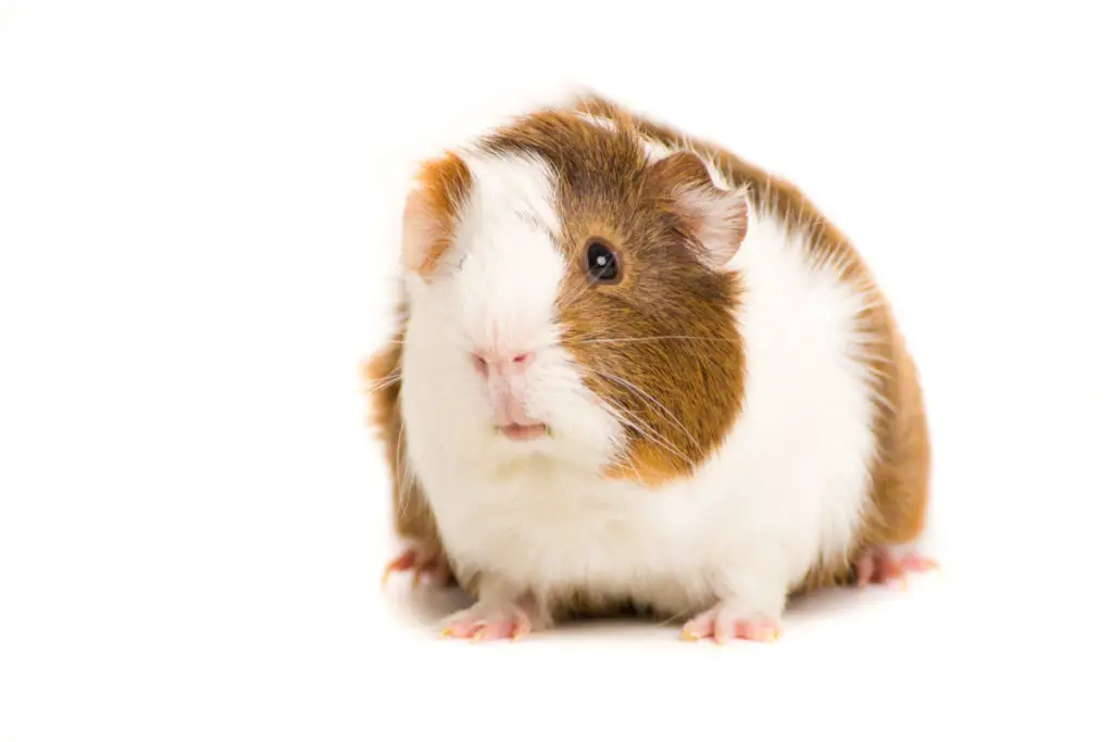 how to treat mites in guinea pigs