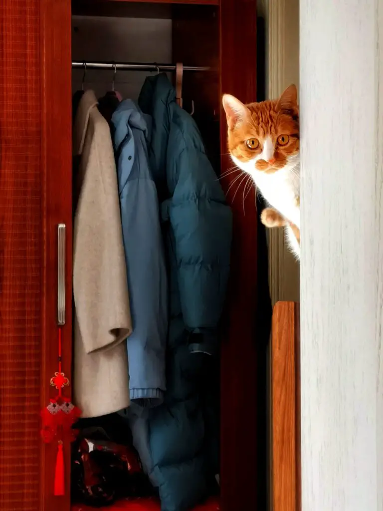 How can I keep my cat out of my closet