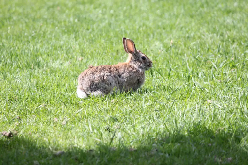 how high can rabbits jump