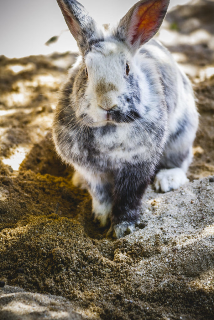 What Are Netherland Dwarf Rabbits