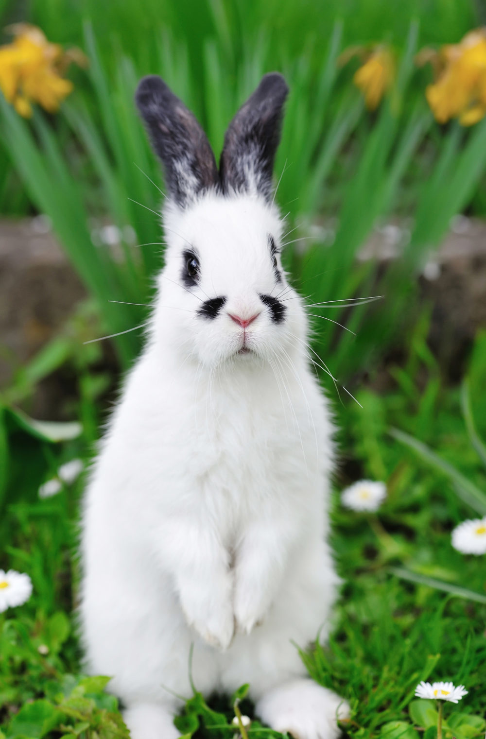 Why Do Rabbits Stomp? 6 Awesome Reasons To Know! PetCosset