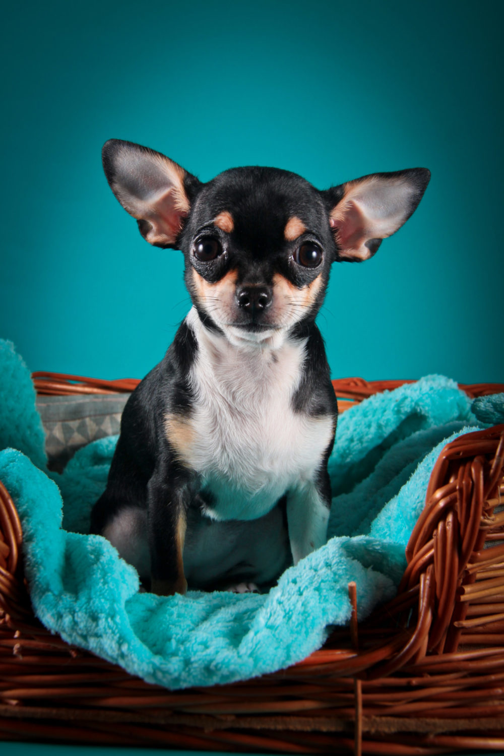 How To Put Ear Drops In Uncooperative Dog 6 Effective Tips