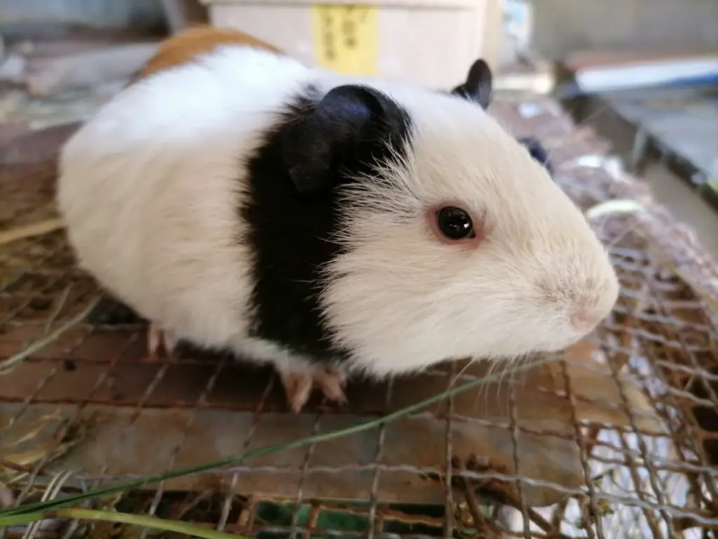 how to clip guinea pigs nails