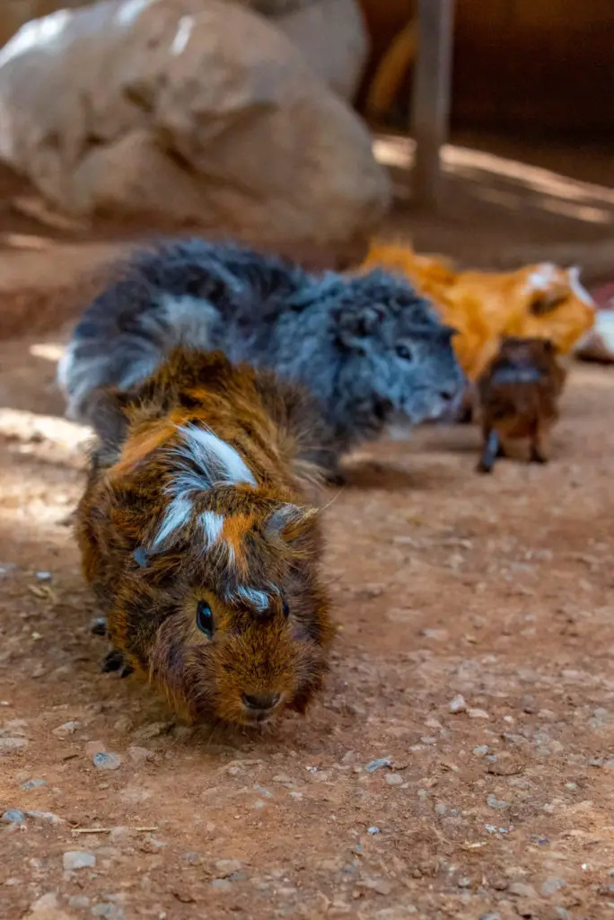 what does it mean when guinea pigs chatter their teeth