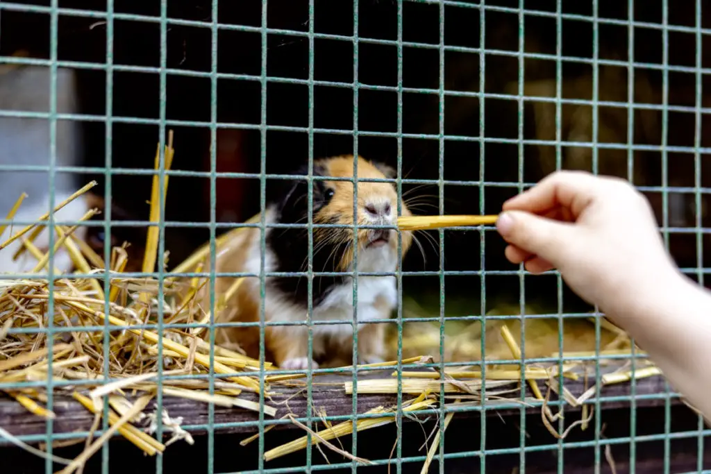 what if my guinea pigs still won’t let me cut their nails