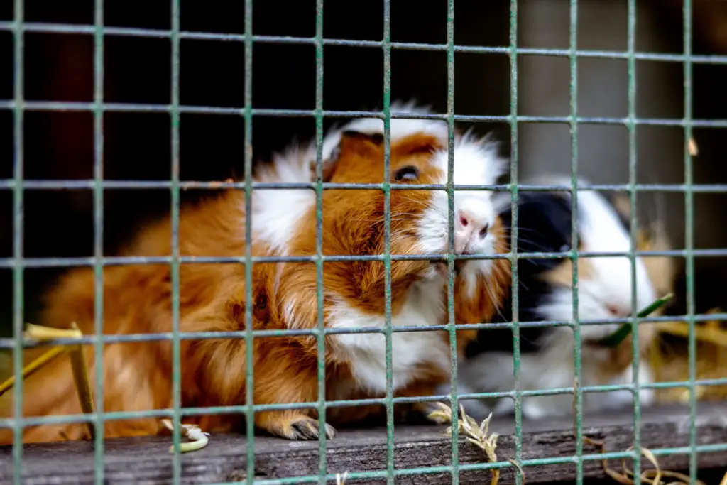 how to cut guinea pig’s nails