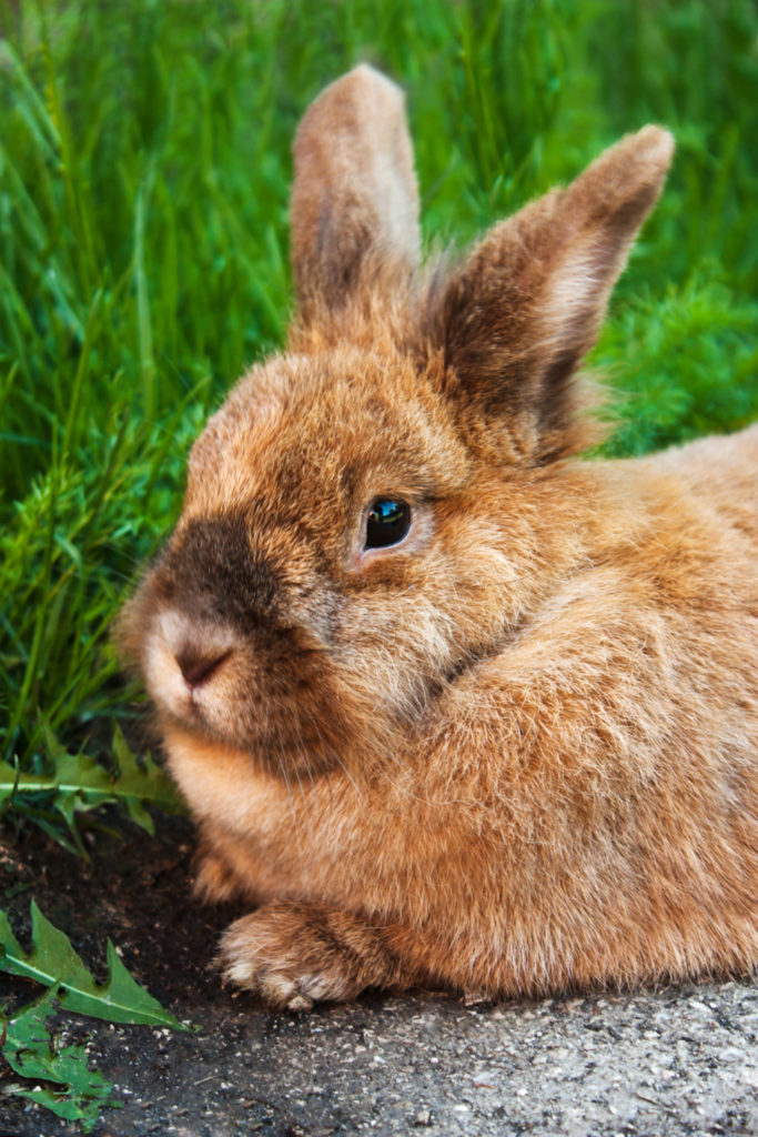 What Can Rabbits Chew On? 6 Safe Items That Your Rabbit Can Chew On