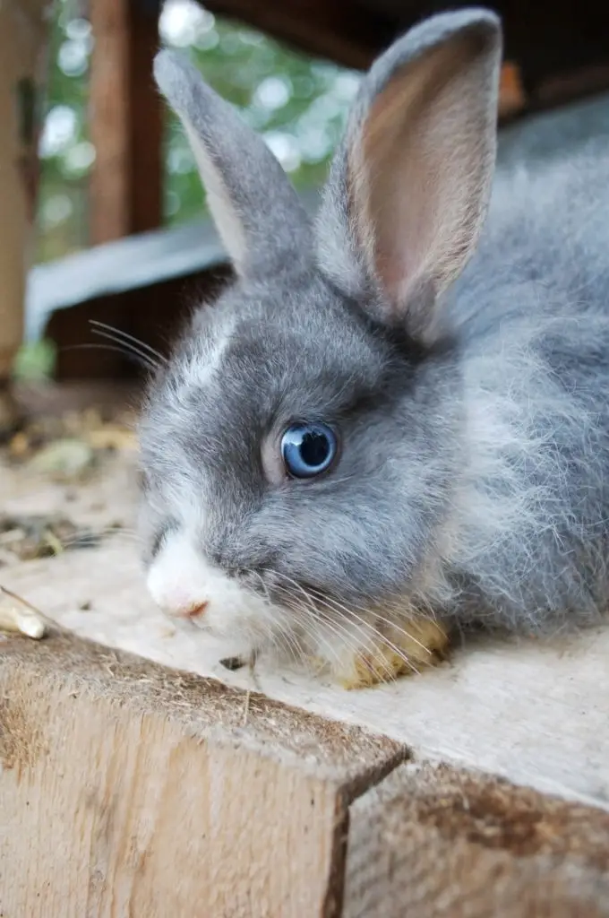 how to get rid of fleas on rabbits