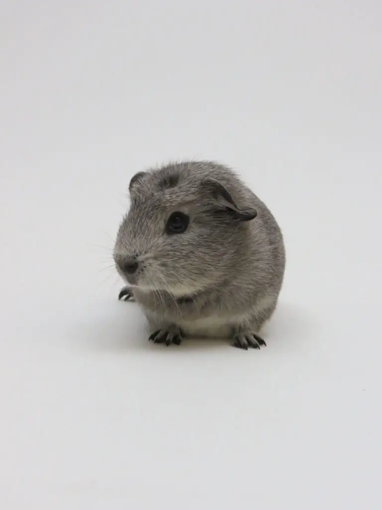 Figuring Out The Pooping Habits Of Your Guinea Pigs