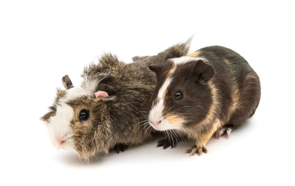 things to consider before getting a guinea pig