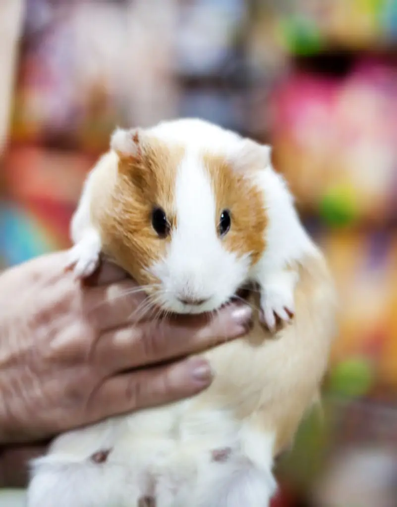 Is It Normal For Guinea Pigs To Poop A Lot