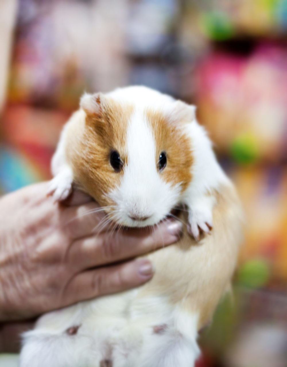 How Much Are Guinea Pigs At Petsmart? Here’s The Deal! PetCosset