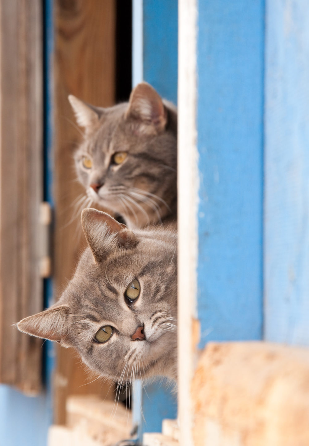 Why Does My Cat Sleep On My Pillow? 4 Possible Reasons