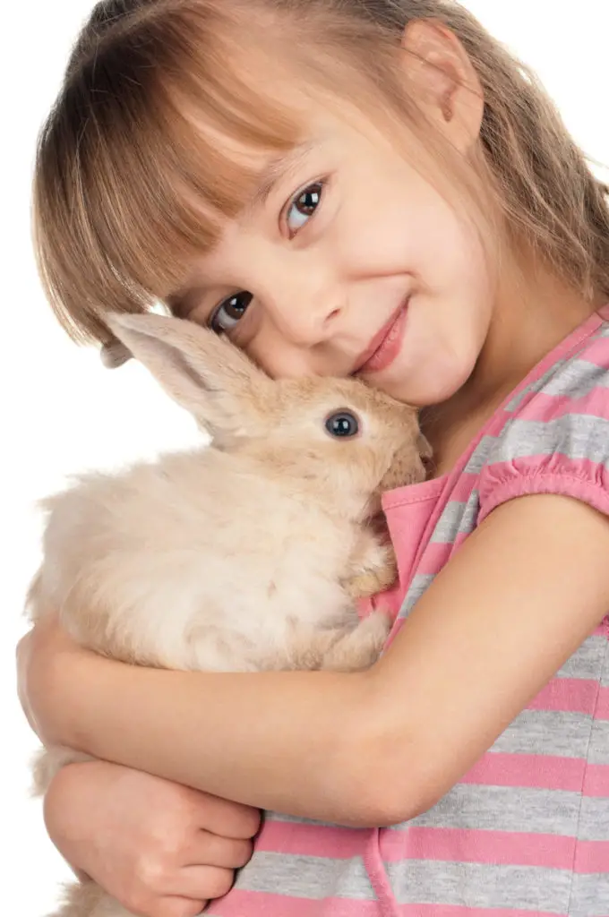 Importance Of Chewing in Rabbits